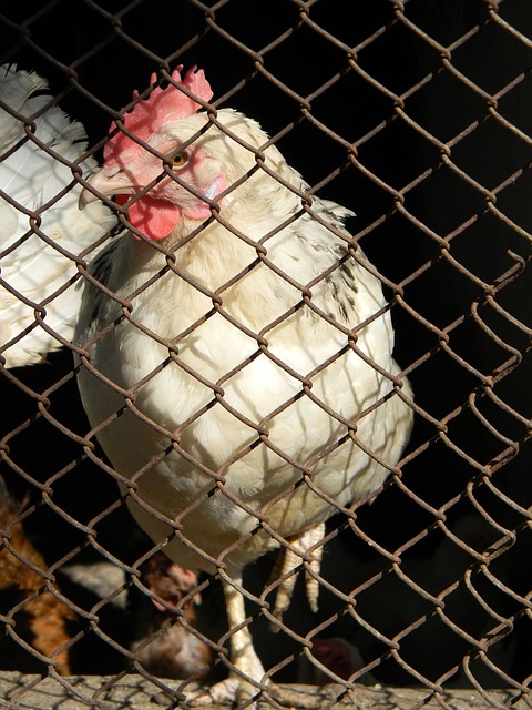 有令人羡慕 有令人羡慕