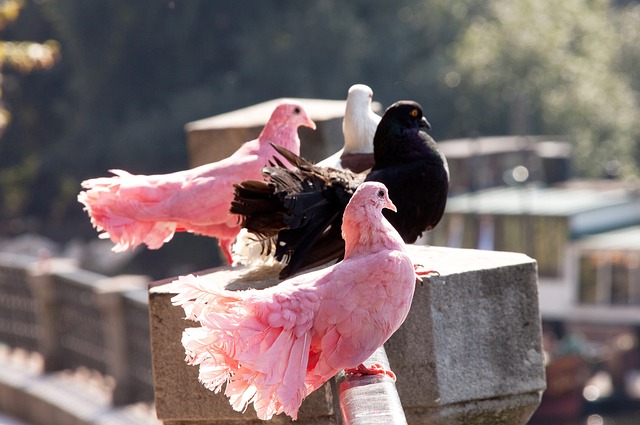 不同背景的 不同背景的